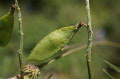 Vicia tenuifolia dalmatica