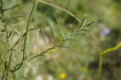 Vicia tenuifolia dalmatica