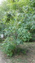 Fraxinus