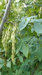 Fraxinus