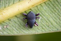 Trigonopterus