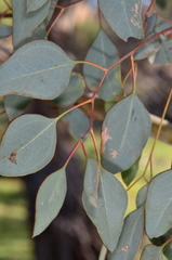 Eucalyptus polyanthemos marginalis