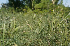 Vicia tenuifolia dalmatica