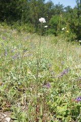 Scabiosa praemontana
