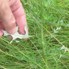 Cirsium engelmannii