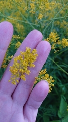Isatis tinctoria