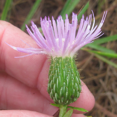 Cirsium engelmannii