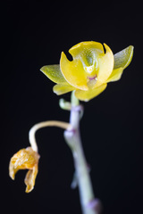 Malaxideae