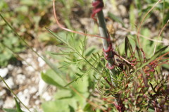Scabiosa praemontana