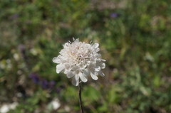 Scabiosa praemontana