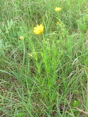 Coreopsis grandiflora
