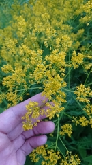 Isatis tinctoria