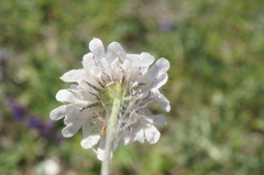 Scabiosa praemontana