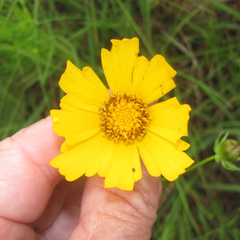 Coreopsis grandiflora