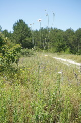 Scabiosa praemontana