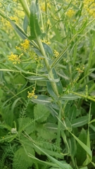 Isatis tinctoria