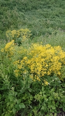 Isatis tinctoria