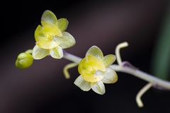 Malaxideae