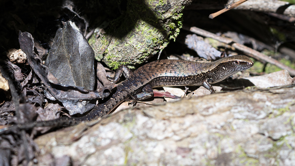 Giant Litter Skink