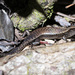Giant Litter Skink - Photo (c) Damien Brouste, some rights reserved (CC BY-NC), uploaded by Damien Brouste