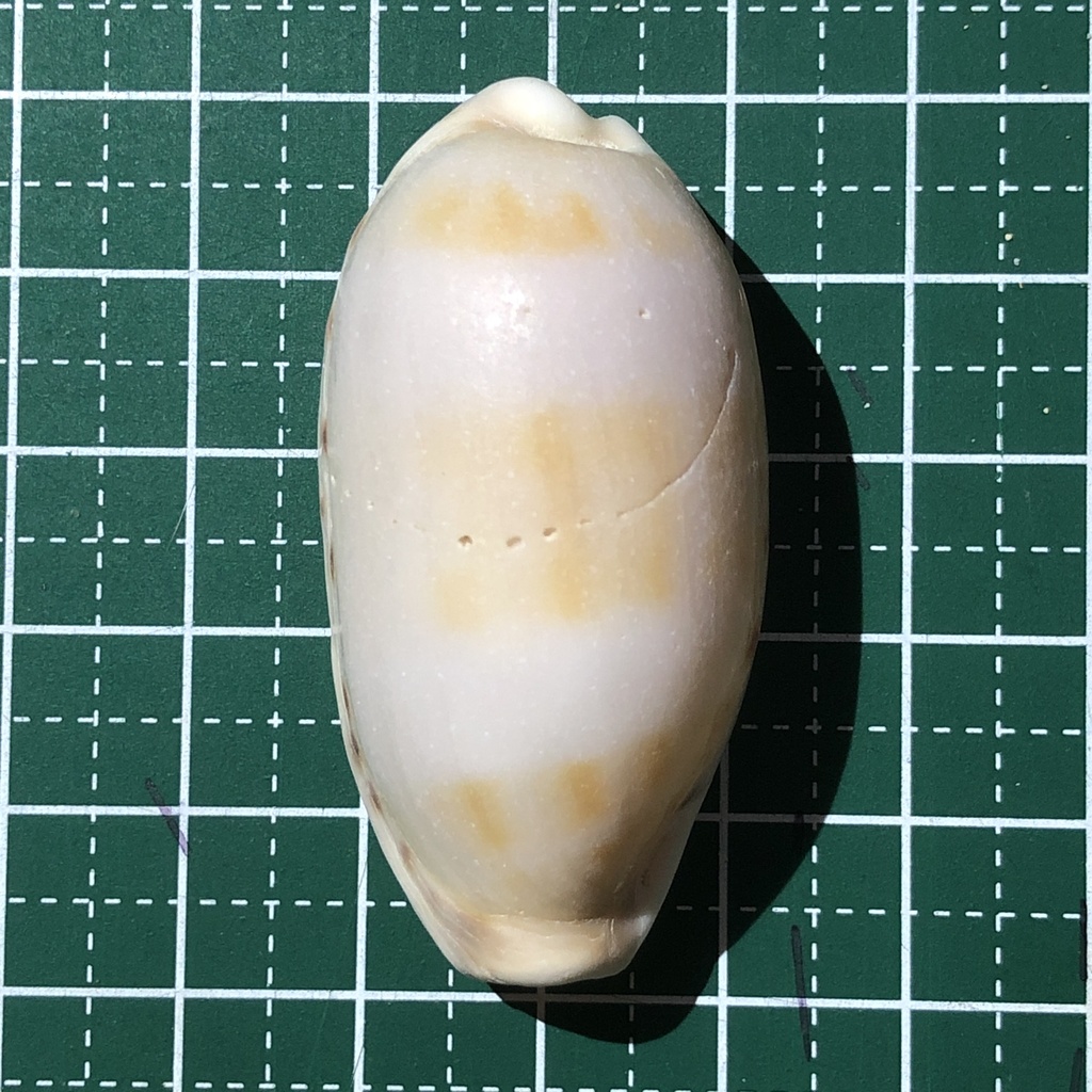 thick-edged cowry