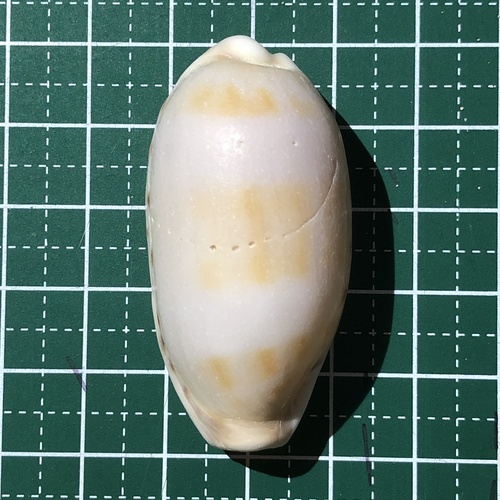 Thick-edged Cowry