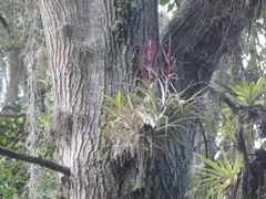 Tillandsia variabilis