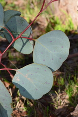 Eucalyptus polyanthemos marginalis