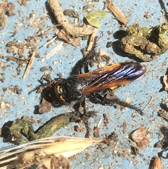 Scolia fuciformis