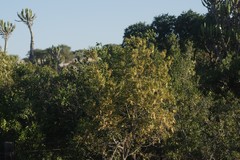 Hippobromus pauciflorus