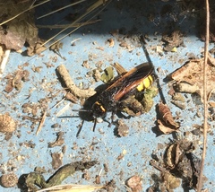 Scolia fuciformis