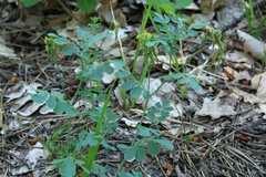 Coronilla coronata