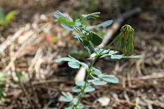 Coronilla coronata