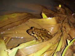 Fejervarya cancrivora