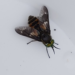Chrysops relictus