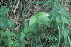Polygonatum humile