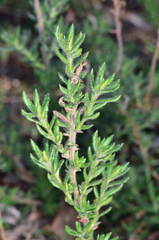 Gonocarpus elatus