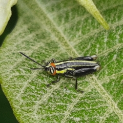 Proctolabinae