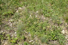 Globularia trichosantha