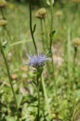 Globularia trichosantha