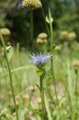 Globularia trichosantha