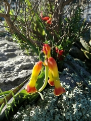 Lachenalia quadricolor