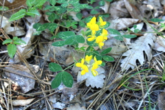 Argyrolobium biebersteinii