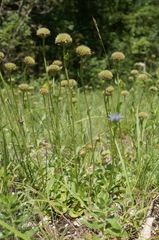 Globularia trichosantha