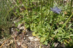 Globularia trichosantha