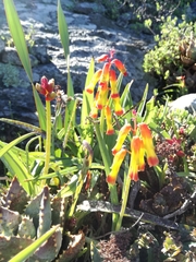 Lachenalia quadricolor