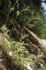 Silphiodaucus hispidus