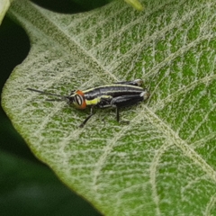 Proctolabinae