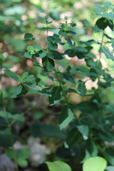 Euphorbia tauricola