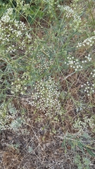 Gypsophila paniculata